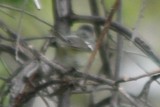 Vireo 05102009 Larimer County CO NK 3.jpg