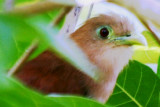 Squirrel Cuckoo