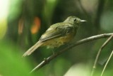 Ochre-bellied Flycatcher