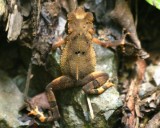 Campbells Forest Toad (immature)