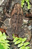 Giant Toad (immature)