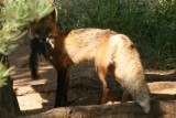 Red Fox (Colorado)