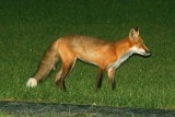 Red Fox (Colorado)