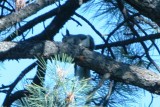 Tassle-eared (Aberts) Squirrel - gray (Colorado)