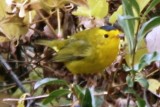 Wilsons Warbler (male, eastern)