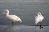 Two Trumpeters preen on the ice