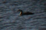 Yellow-billed Loon in Colorado