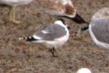 Franklins Gull (adult basic)