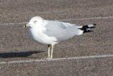 Ring-billed Gull (definitive basic, female)