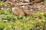 Golden-crowned Sparrow