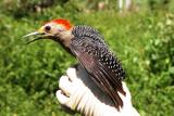 Golden-fronted Woodpecker male (Melanerpes aurifrons)