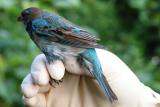 Indigo Bunting molting male (Passerina cyanea)