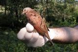 Ruddy Ground-Dove male (Columbina talpacoti)