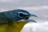 Yellow-breasted Chat with engorged tick
