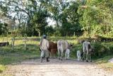 Herding cattle, Izabal Department