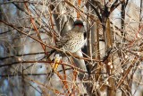 Northern Flicker (male Yellow-shafted)
