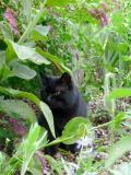 A cat in the garden