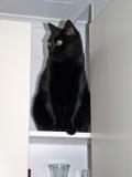 Cat on a shelf
