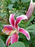 Oriental lily