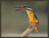 Kingfisher screaming.