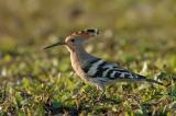 Hoopoe.2