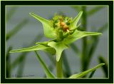 Euphorbia monteiri .