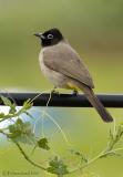 Yellow Vented Bulbul.