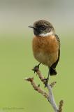 Stonechat. VIII