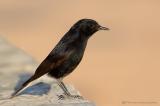 White-crowned Wheatear.