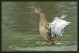 Mallard.(female)