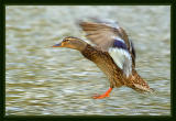 Mallard.(female)