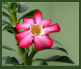 adenium  obesum.jpg