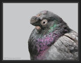 Tashkent Pigeon.