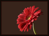 - Gerbera - I