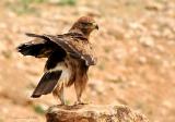 Buzzard on the rock .