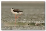 Black-winged stilt.