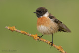 Stonechat.