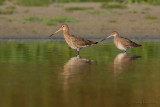 Black tailed Godwit.