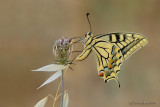 Papilio Machaon Syriacus.