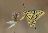 Papilio Machaon Syriacus.