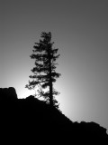 One pine at a time in BW