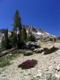 North side of Silver Pass along John Muir Trail