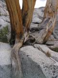Whitebark Pine sculpture at Three Island Lake