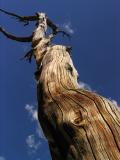 Whitebark pine snag at Virginia Lake