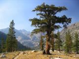 Foxtail Pine on Muir trail near Dollar Lake