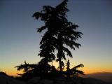 Hemlock at sunset from my camp