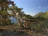 Wind blown whitebark pine on the rim of Papoose lake
