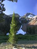 Foxtail pine in Bear Creek valley