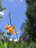 Tiger lily (Liliium columbianum)