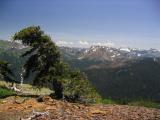 Foxtail pine on Box Camp Mtn, looking towards Boulder Peak